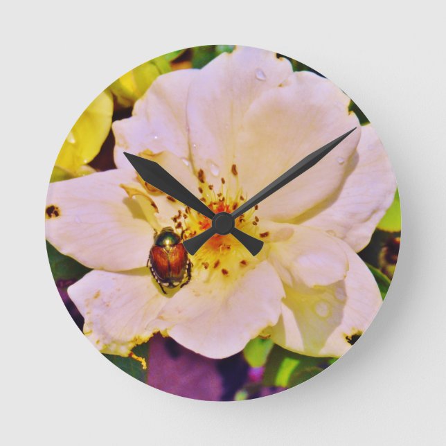 Japanese Beetle on White  Rose Round Clock (Front)
