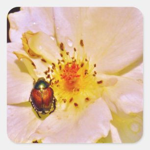 Japanese Beetle on White  Rose Square Sticker