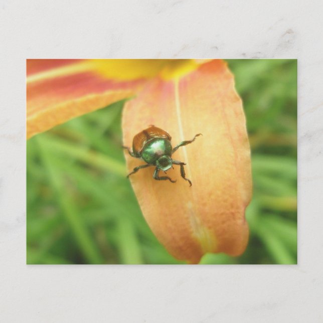 Japanese Beetle Postcard (Front)