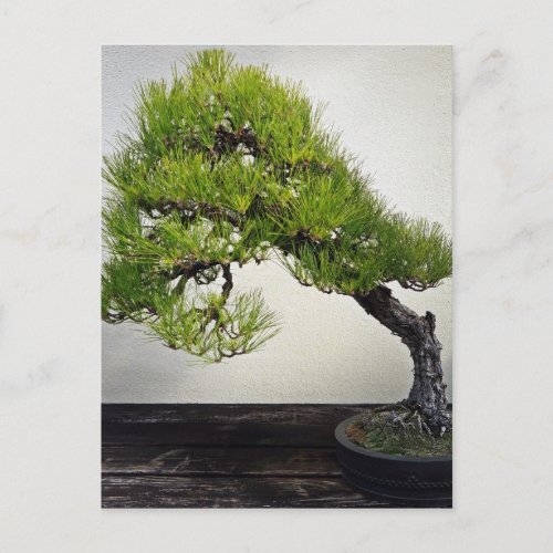 Japanese Black Pine Bonsai Postcard