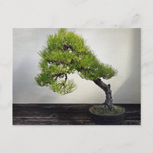 Japanese Black Pine Bonsai Postcard