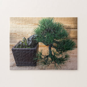 Japanese Black Pine Bonsai Tree Photo Jigsaw Puzzle