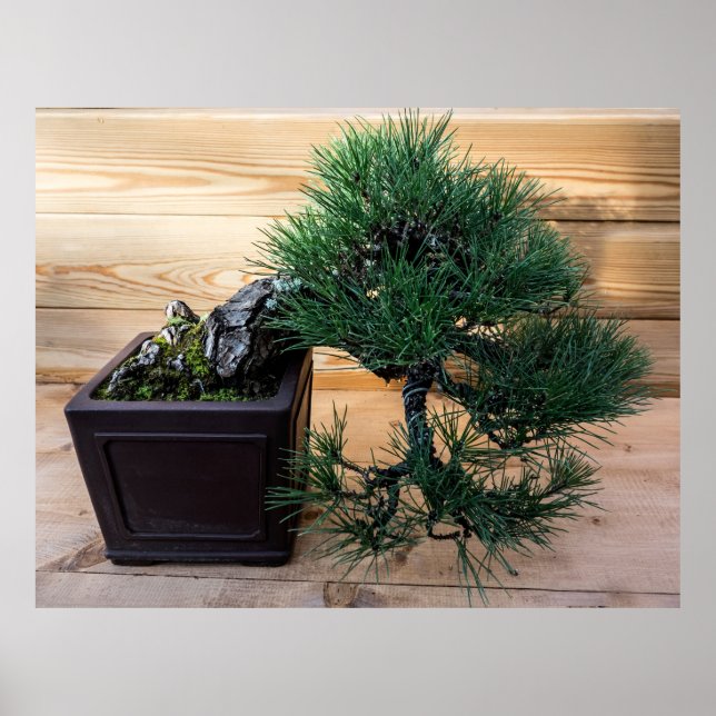 Japanese Black Pine Bonsai Tree Photo Poster (Front)