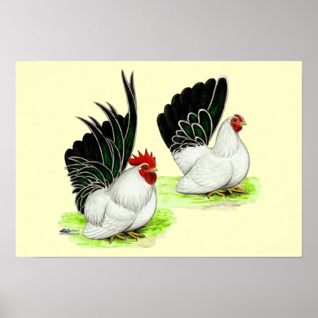 Japanese Black White Bantams Poster (Front)
