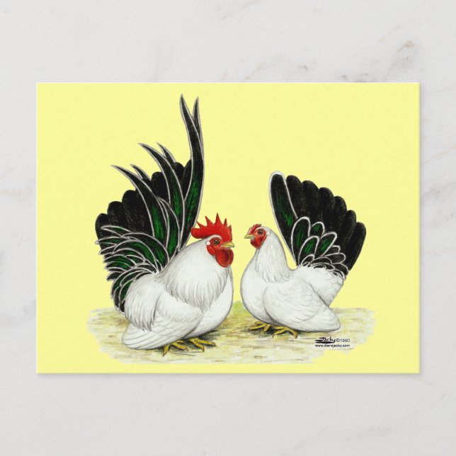 Japanese Blacktail Bantams Postcard (Front)
