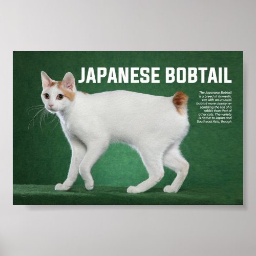 Japanese Bobtail Cat Breed Poster