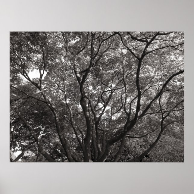 Japanese Branches II Poster (Front)