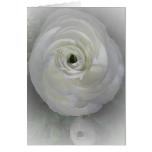 Japanese Camelia Cards (Front)