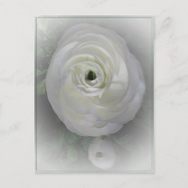 Japanese Camelia Postcard (Front)