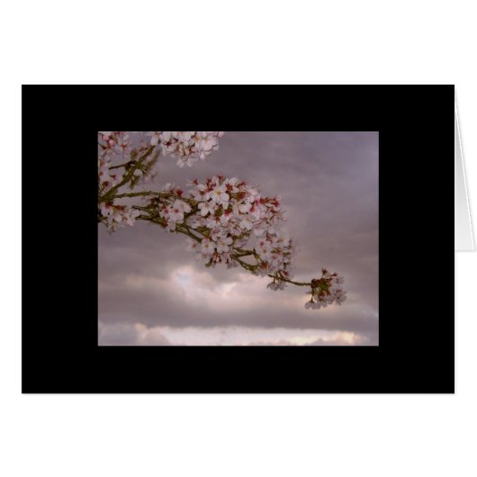 Japanese Card Cherry Blossoms (Front Horizontal)