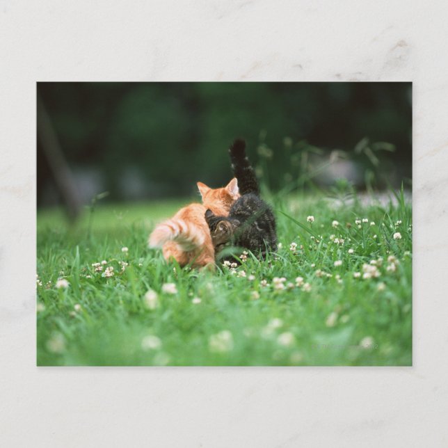 Japanese Cat 4 Postcard (Front)