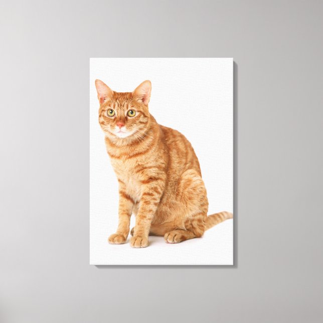 Japanese Cat 6 Canvas Print (Front)