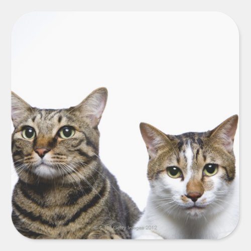 Japanese cat and Manx cat on white background Square Sticker
