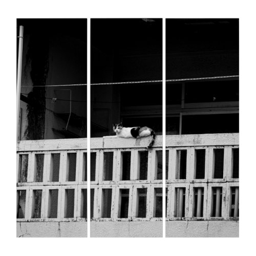 Japanese Cat Balck and White Travel Photography Triptych
