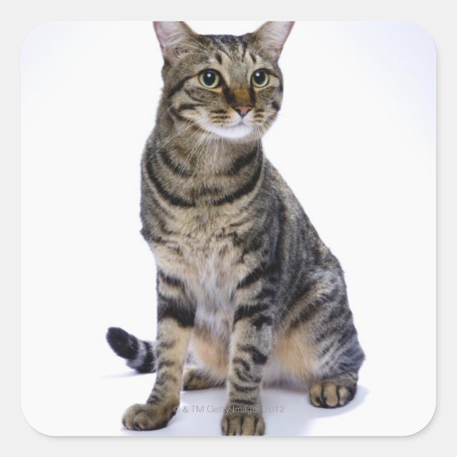Japanese cat on white background square sticker (Front)