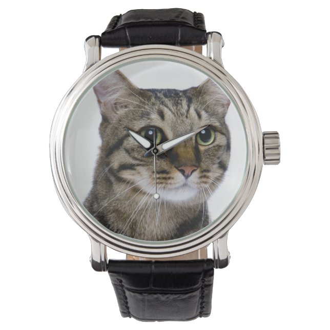 Japanese cat on white background watch (Front)