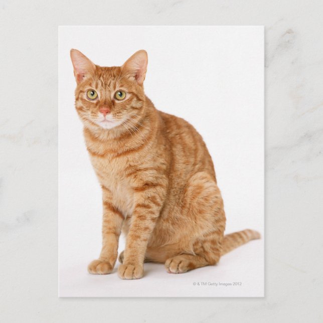 Japanese Cat Postcard (Front)