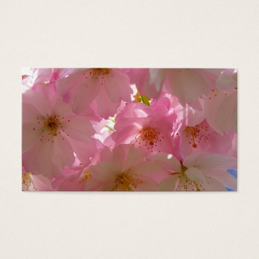 Japanese Cherry Blossom (Front)