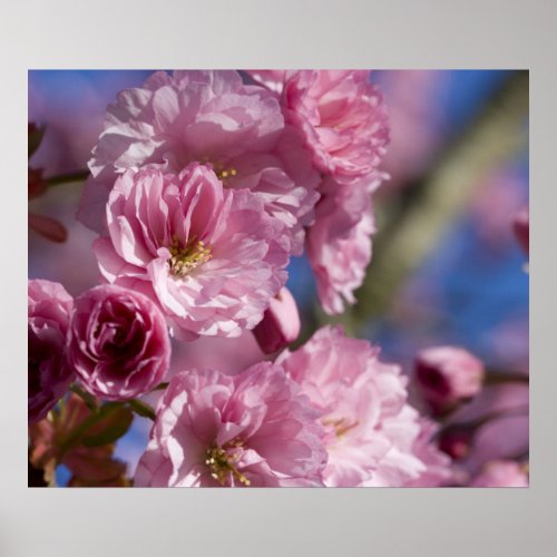 Japanese Cherry Blossom Close_up Photo Pink Blue Poster
