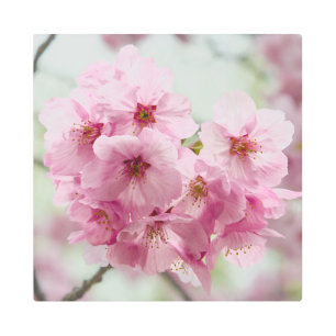 Japanese Cherry Blossom, Metal Print