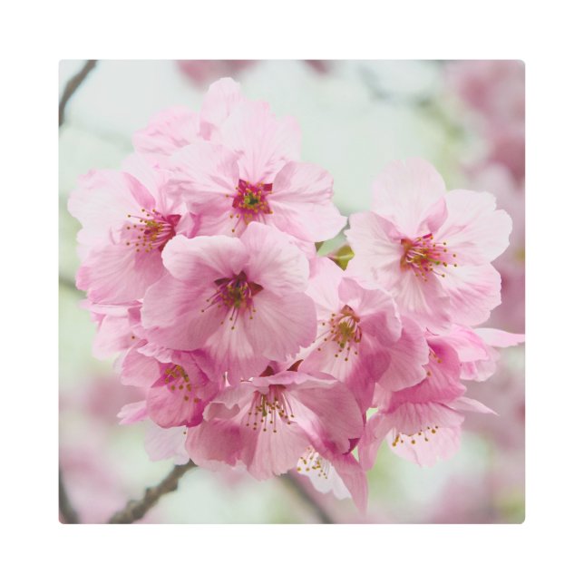Japanese Cherry Blossom, Metal Print (Front)