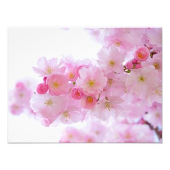 Japanese Cherry Blossom Photo Print by GiftsGaloreStore at Zazzle