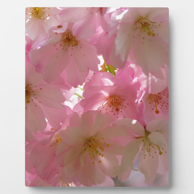 Japanese Cherry Blossom Plaque (Front)