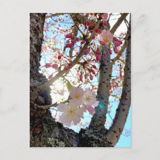 Japanese cherry blossom postcard 日本の桜 (思川桜)