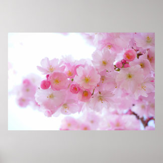 Japanese Cherry Blossom Poster