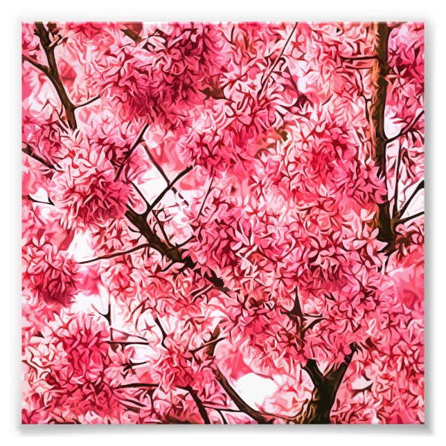 Japanese Cherry Blossom Tree (2013) Photo Print (Front)