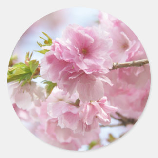Japanese cherry blossoms classic round sticker