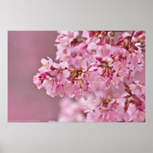 Japanese Cherry Blossoms Out On A Limb Poster