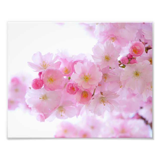 Japanese Cherry Blossoms Photo Print (Front)