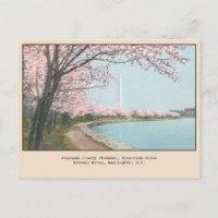 Japanese Cherry Blossoms Postcard Washington, DC