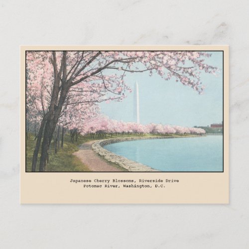 Japanese Cherry Blossoms Postcard Washington DC