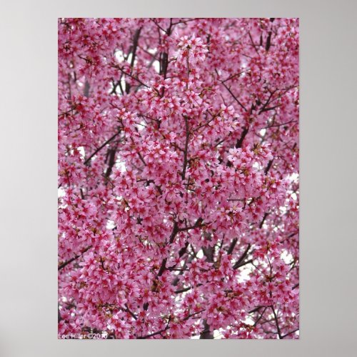 Japanese Cherry Blossoms Wall Poster