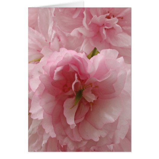 Japanese Cherry Cards (Front)