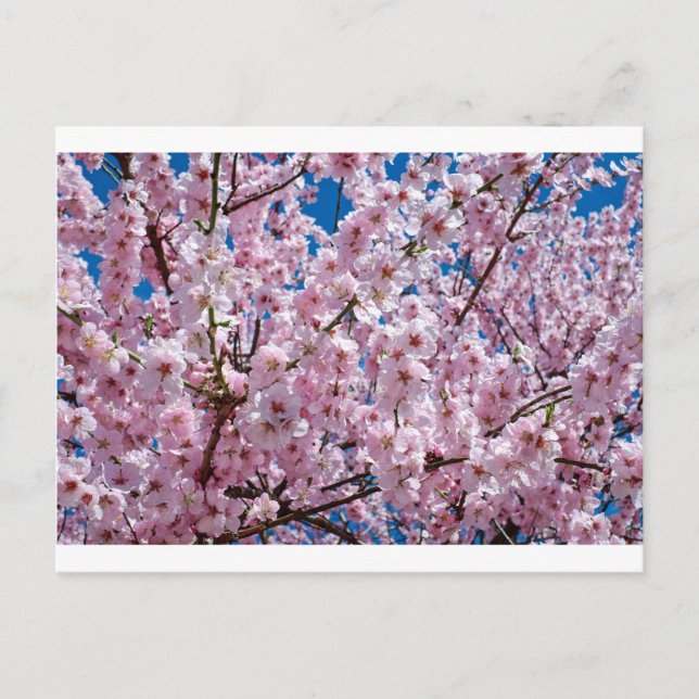 Japanese cherry Flower Postcard (Front)