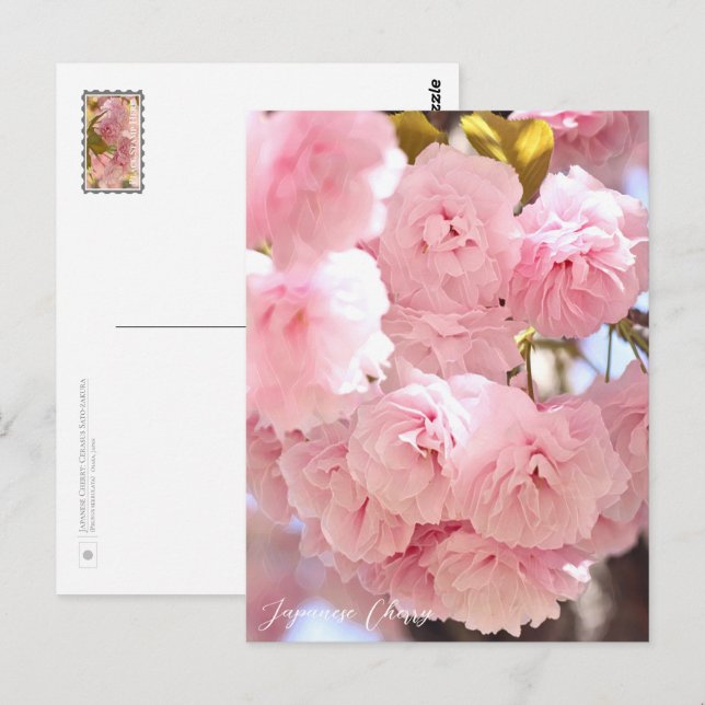 Japanese Cherry Postcard (Front/Back)