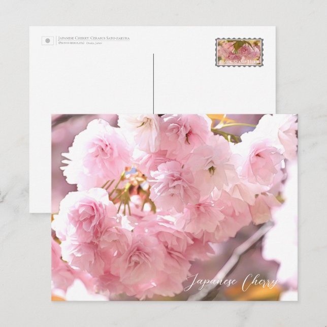 Japanese Cherry Postcard (Front/Back)