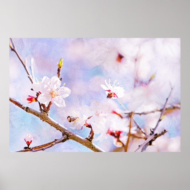 Japanese Cherry - Sakura In Bloom Poster (Front)
