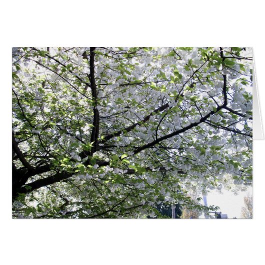 Japanese Cherry Tree Blank Card (Front Horizontal)
