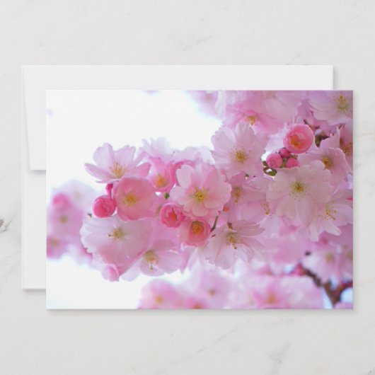 Japanese Cherry Tree Flower (Front)