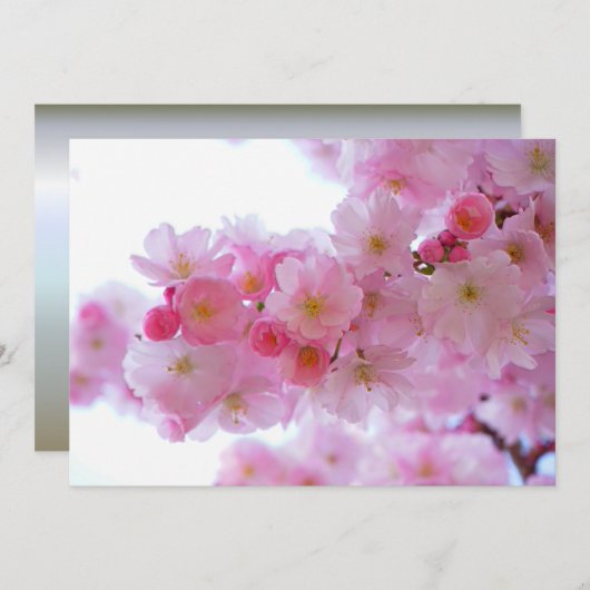 Japanese Cherry Tree Flower (Front/Back)