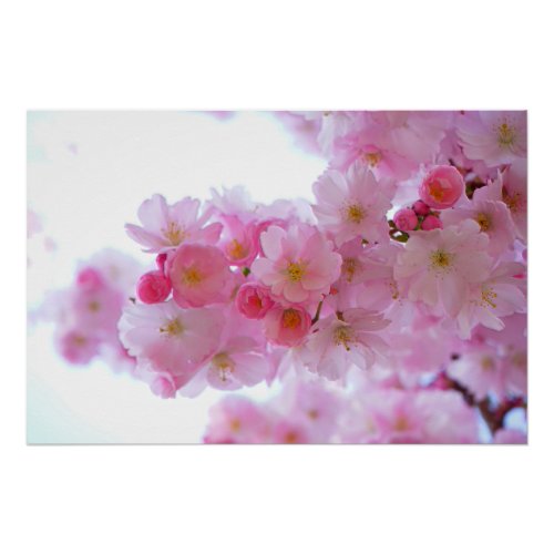 Japanese Cherry Tree Flower Poster