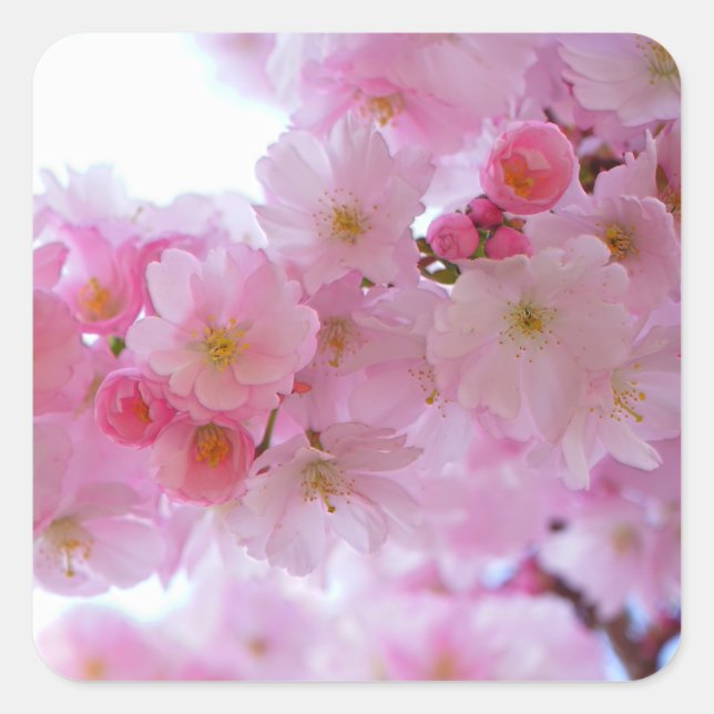 Japanese Cherry Tree Flower Square Sticker (Front)