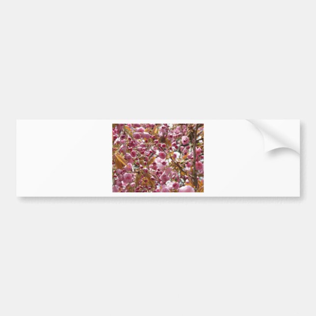 Japanese Cherry Trees Bumper Sticker (Front)