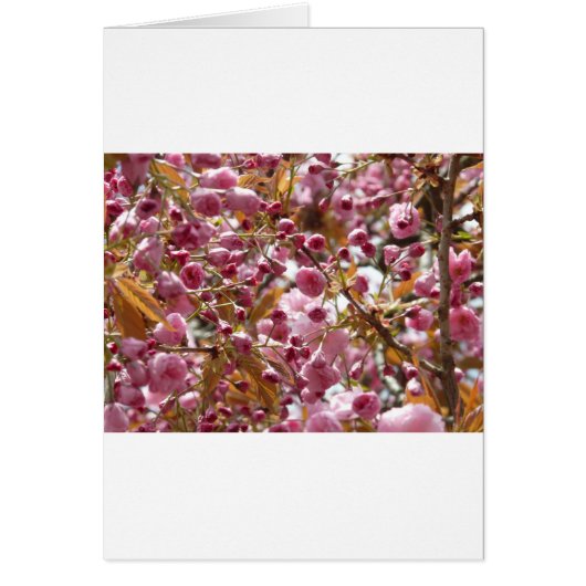 Japanese Cherry Trees Cards (Front)