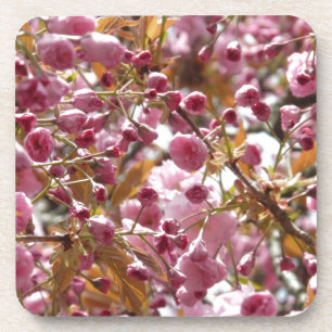 Japanese Cherry Trees Drink Coaster
