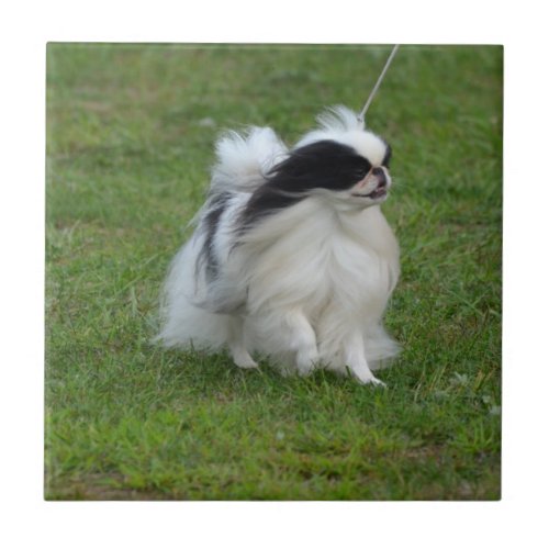 Japanese Chin Ceramic Tile